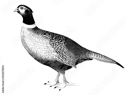 Elegant vintage engraving of a pheasant showcasing intricate detailing in a timeless design for collectors and enthusiasts