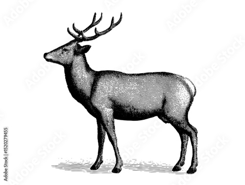 Vintage engraved emblem featuring a majestic stag in a classic design, perfect for timeless collections