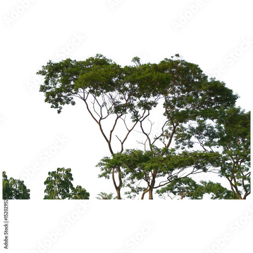 Photography Lush green treetop canopy isolated on transparent background