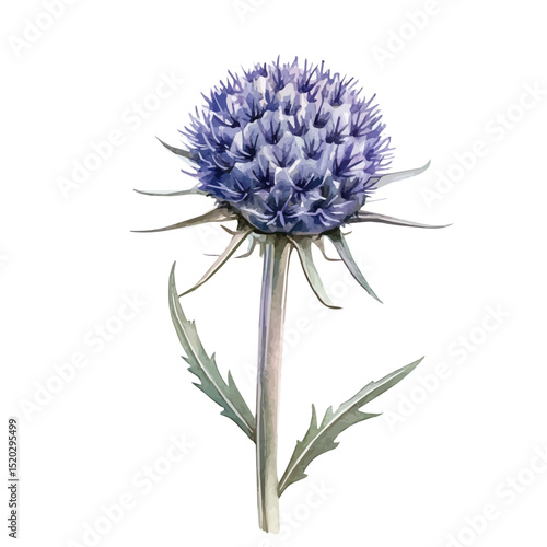 watercolor vector of A Globe Thistle Stem, high quality, isolated on a white background.