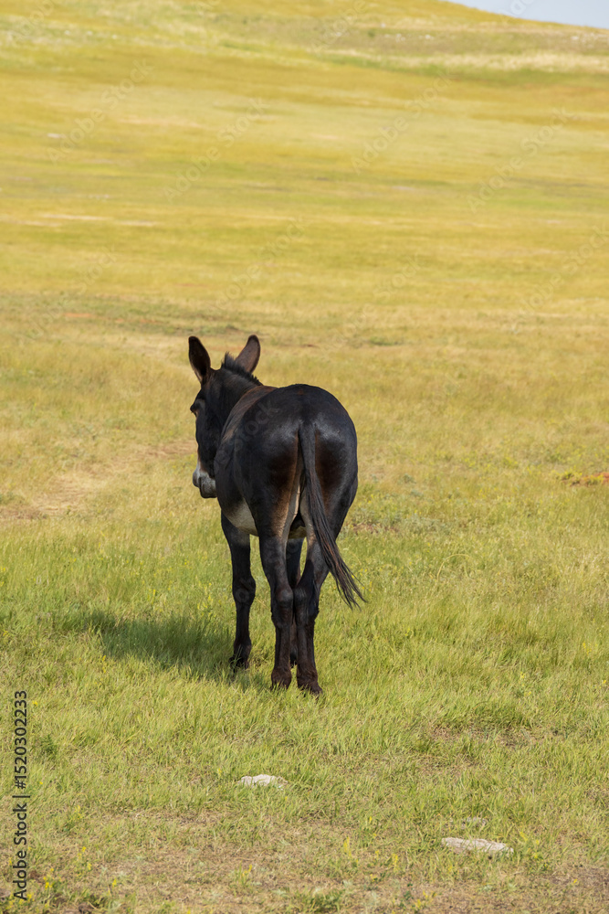 Wild burro in a meadow Wild burro in a meadow