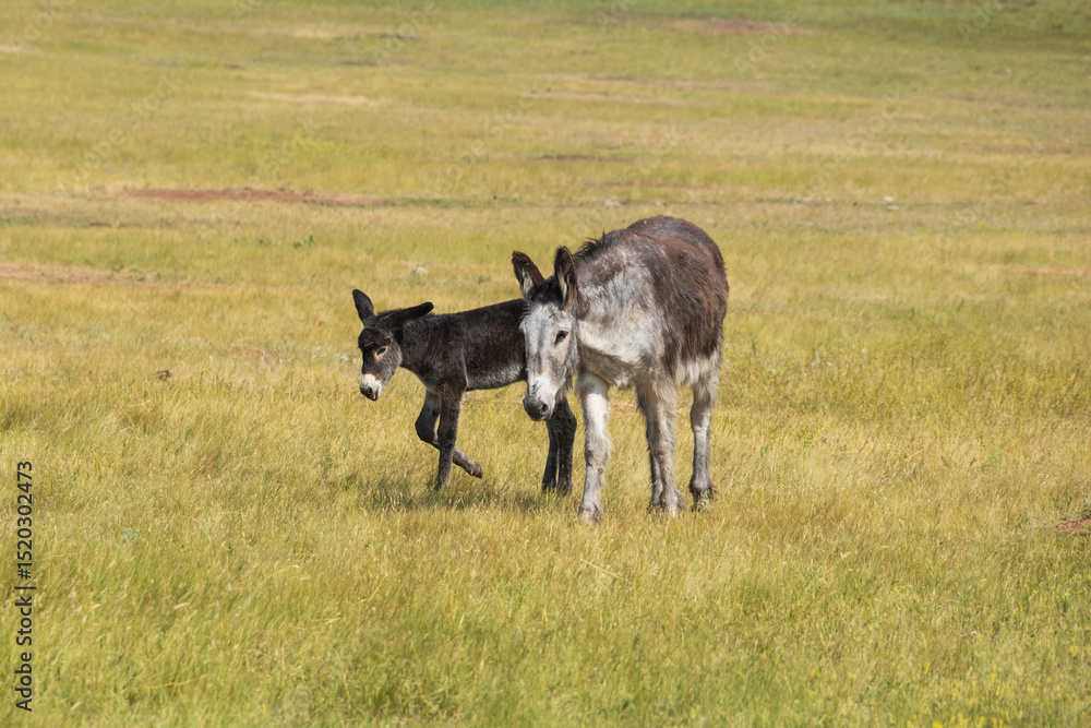 Naklejka premium Wild burro foal with mother