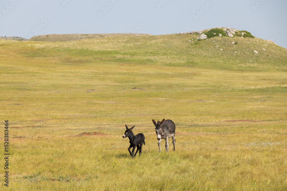 Naklejka premium Wild burro foal with mother