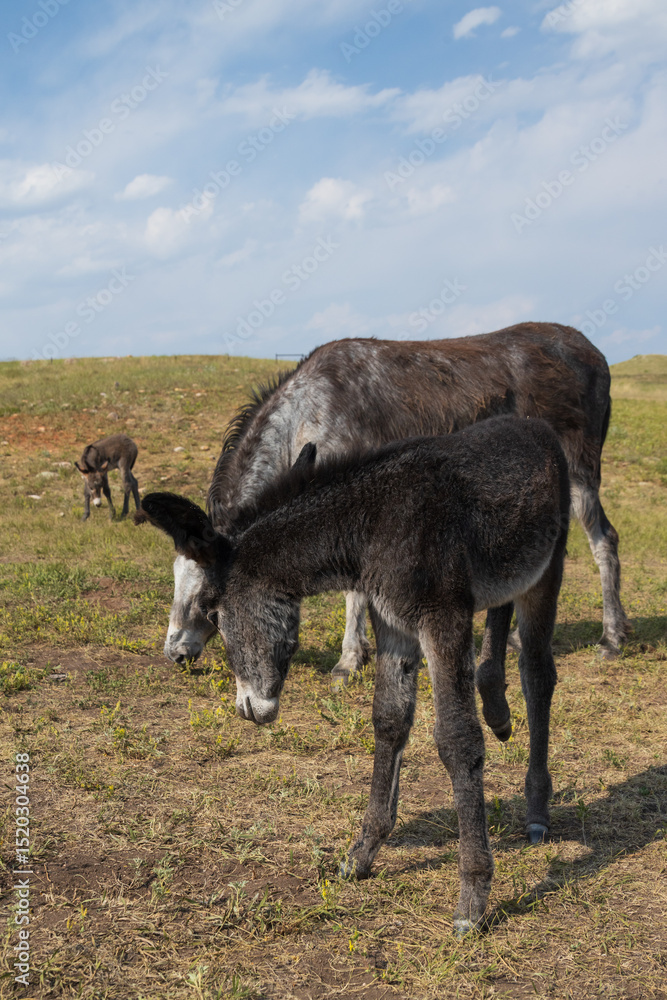 Wild burro foal with mother Wild burro foal with mother