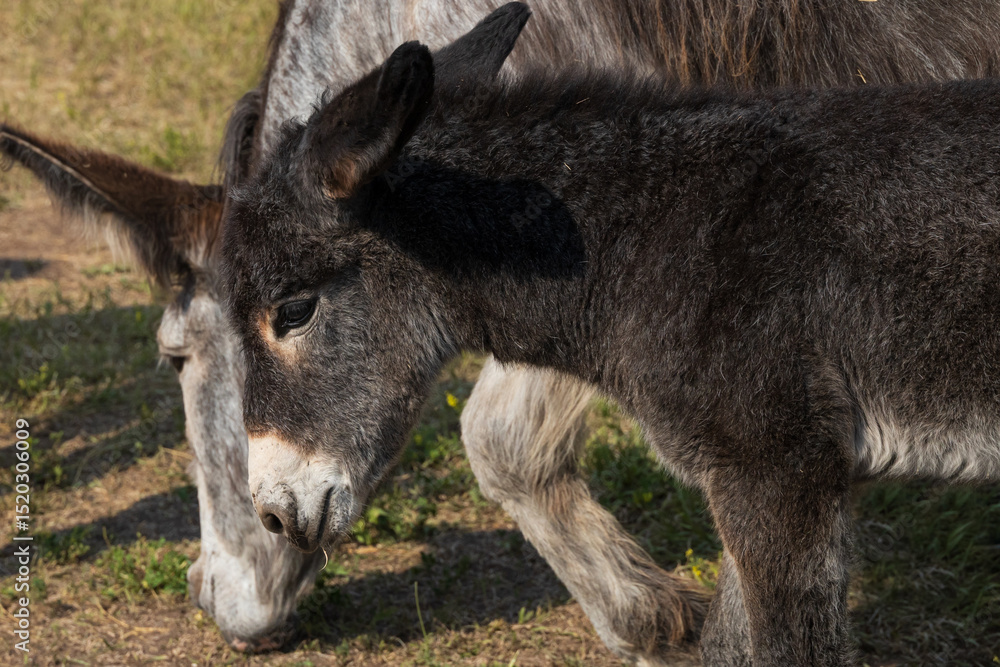 Fototapeta premium Wild burro foal with mother