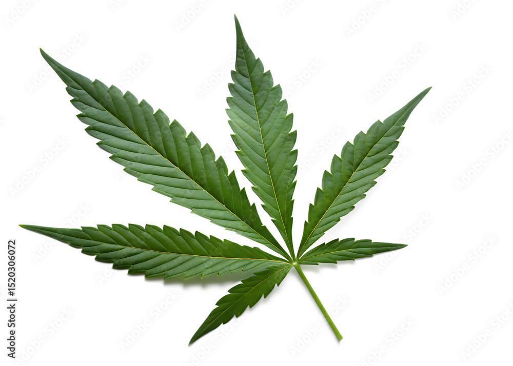 a green leaf of cannabis inflorescence isolated on white background PNG a green leaf of cannabis inflorescence isolated on white background PNG