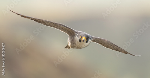 Tableau sur toile Peregrine Falcon (Falco peregrinus anatum)