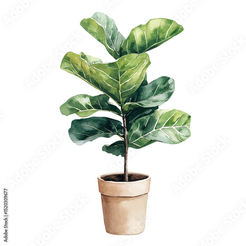 A Fiddle Leaf Fig Plant, watercolor drawing vector, high quality, isolated on a white background.