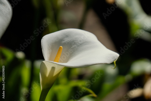 California Calla Lily Flower Close-Up in Natural Light