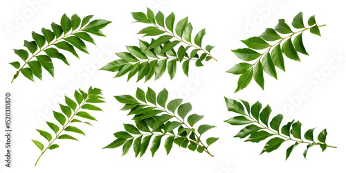   curry leaves isolated on white background PNG