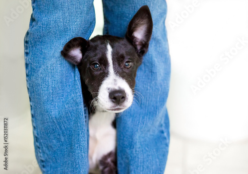 A shy mixed breed puppy hiding behind a person's legs