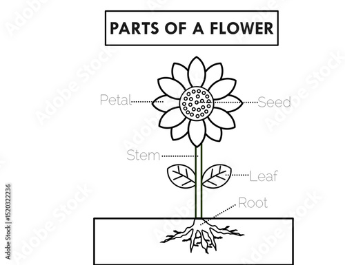 Parts of a flower or sunflower.Diagram of anatomy.Petal, seed, stem, leaf and root.Trace and coloring book.Worksheet for kids or preschool for practice.Kindergartens activities.Vector illustration.