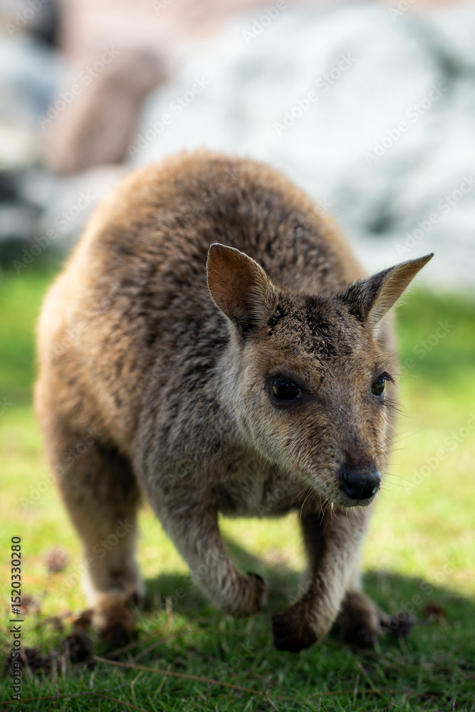Fototapeta premium Wallaby on Magnetic Island.