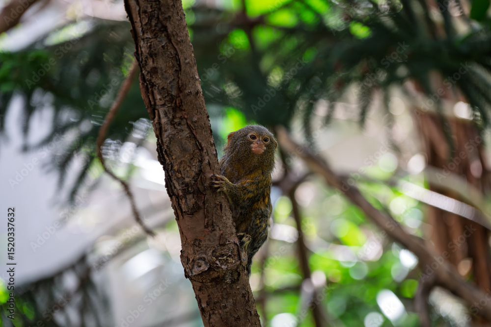 Tiny Monkey on a Tree Tiny Monkey on a Tree