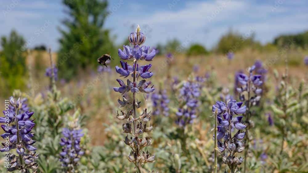 Naklejka premium Wild Lupine Field with Flying Bee