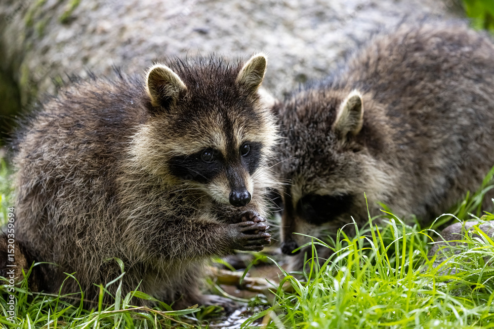 Naklejka premium Baby raccoons