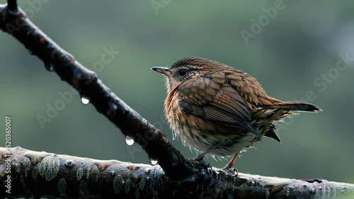 Wet Bird Perched on a Branch in the Rain