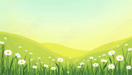 Daisy Flower Field on Green Hills