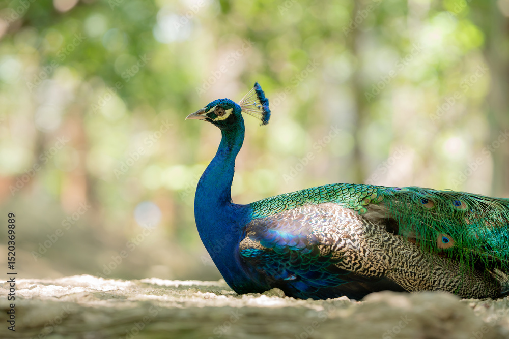 Obraz premium Portrait of beautiful peacock,A closeup shot of a peacock