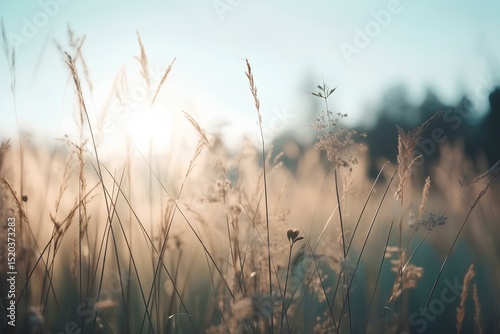 sunset in the field