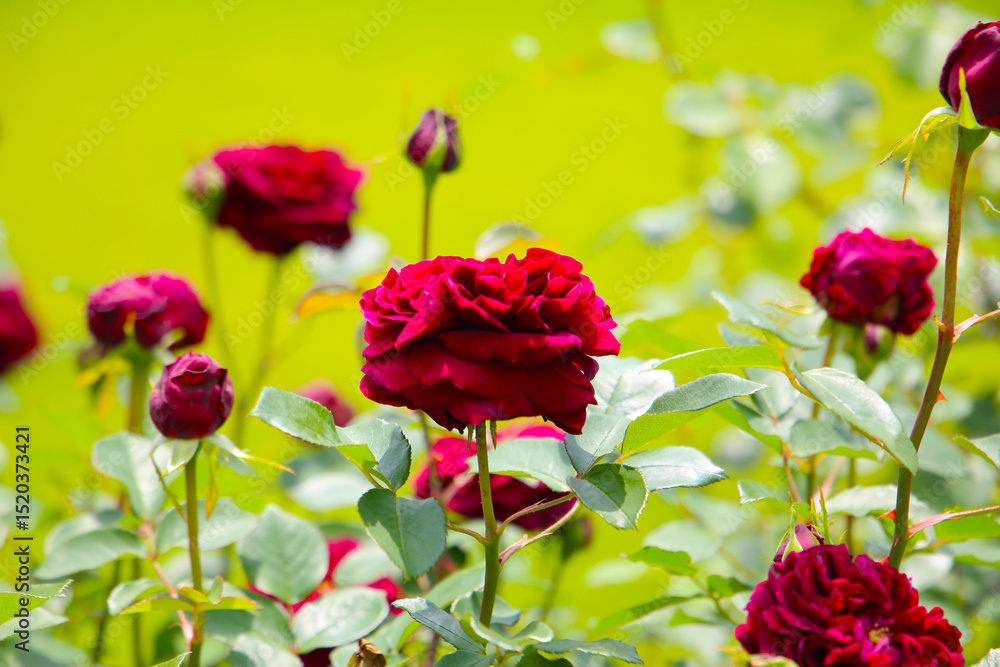 Obraz premium Beautiful roses in full bloom at the Japanese Rose Garden.