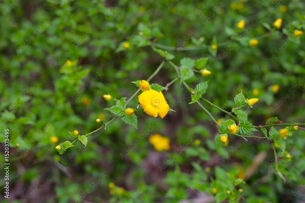 Kerria japonica, beautiful yellow flower with green leaves Kerria japonica, beautiful yellow flower with green leaves