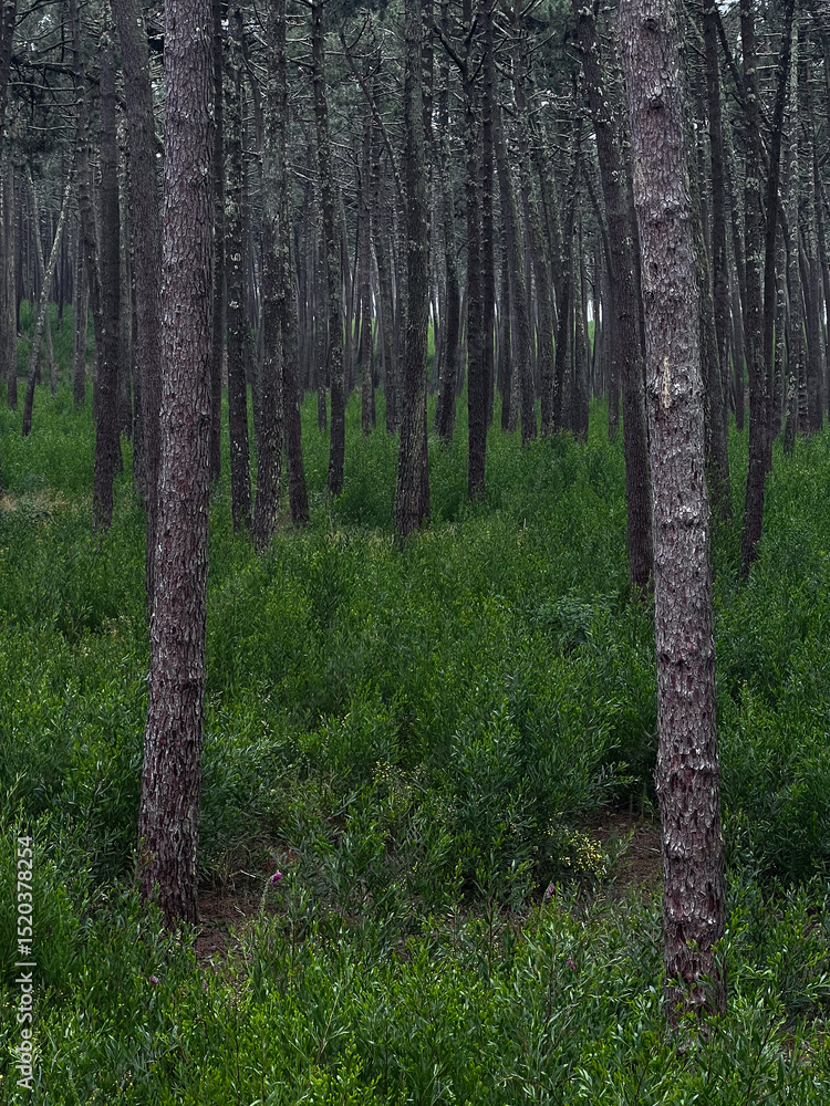 Fototapeta premium Camino de Santiago trail marker on pine tree in Portuguese forest.