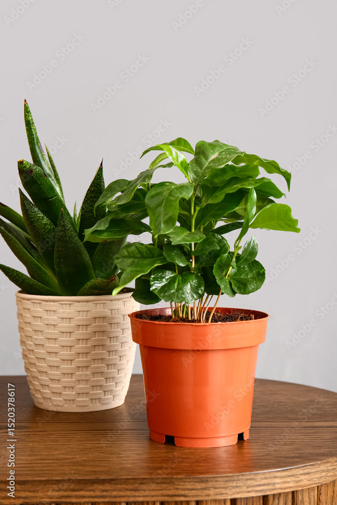 Obraz premium Green houseplants on table near grey wall