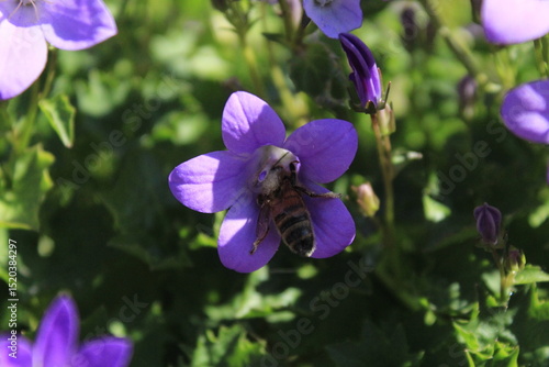 bee on purple flower