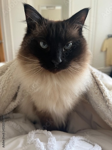 portrait of a cat