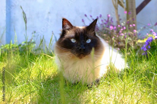 cat on the grass