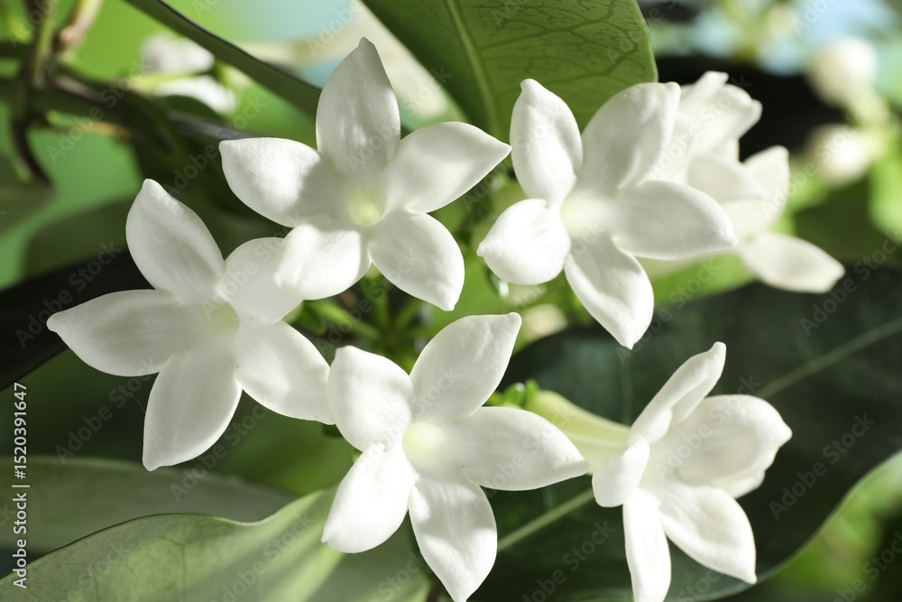Beautiful jasmine plant with flowers on blurred background, closeup Beautiful jasmine plant with flowers on blurred background, closeup
