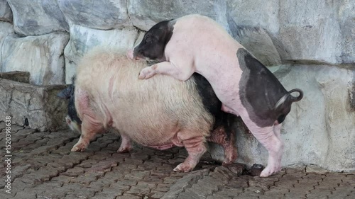 Domestic pigs copulate in the yard by the stone wall