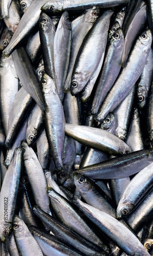 Canvastavla Fresh sardine fish food – marine seafood display of many freshly caught fish at market fishmonger