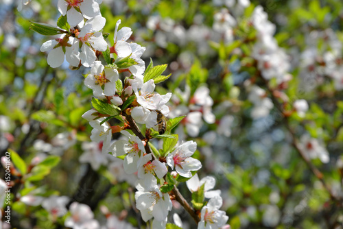 Cherry blossoms on a bright, sunny day.