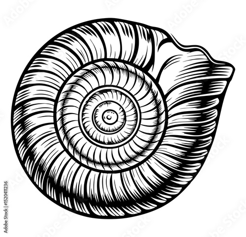 An antique-style engraving showcases the intricate spiral patterns of a seashell, highlighting its natural beauty.