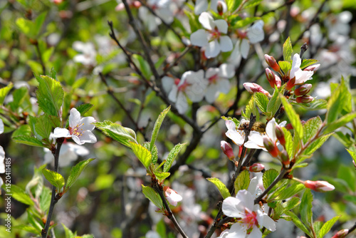 Cherry blossoms on a bright, sunny day.
