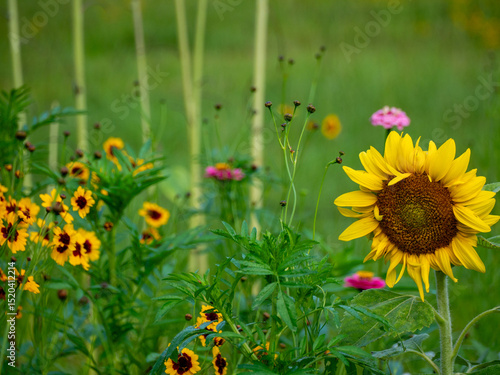 sunflowers in the field of wildflowers