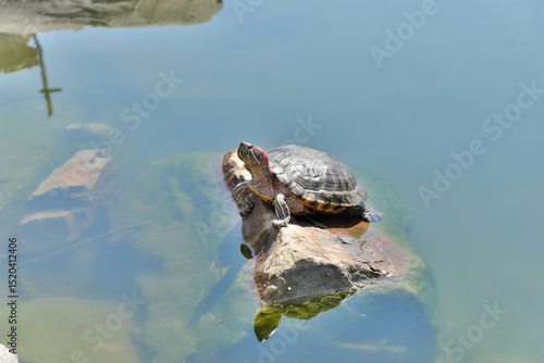 Red-eared water turtle resting on a rock in the middle of a lake, in its natural habitat.