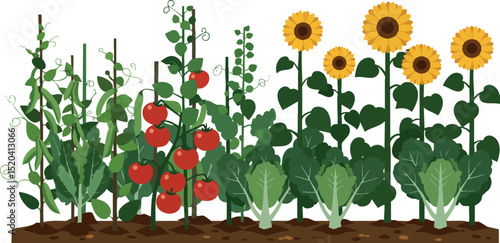 Home garden with tomato plants cabbage and sunflowers in soil vector illustration 