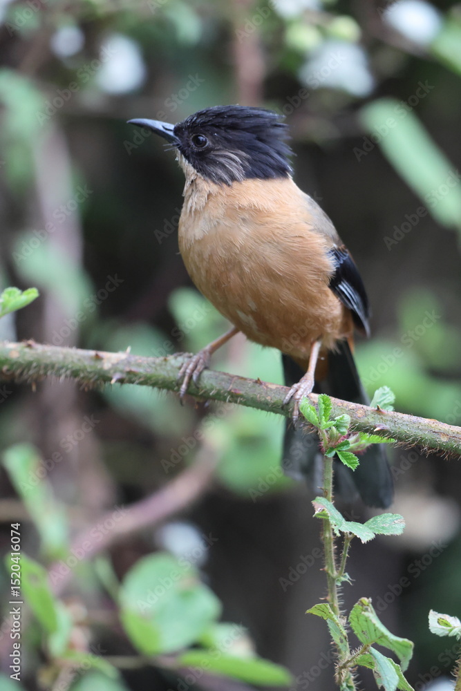 Obraz premium The rufous sibia (Heterophasia capistrata) is a species of bird in the family Leiothrichidae. This photo was taken in North India.