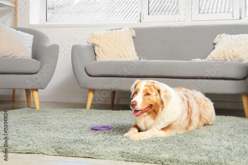 Happy australian shepherd d...