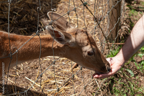 Dama Dama deer eating from the hand through the fence