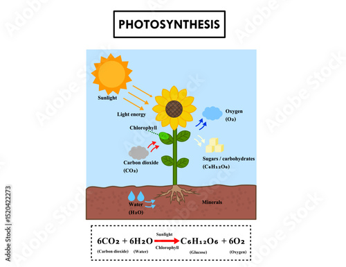 Diagram process of photosynthesis in plant.How plants use sunlight, water, and carbon dioxide to produce.Explanation science or biology.Infographic for education.Leaf energy.Vector illustration.