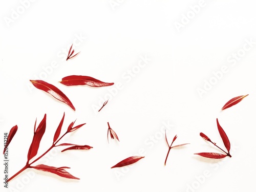 Free Download Syzygium Oleana or Red Shoots Leaves on White Background. Perfect For Wallpaper or Background. Selective Focus - GFXLoad