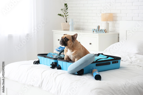 Cute French bulldog with tr...