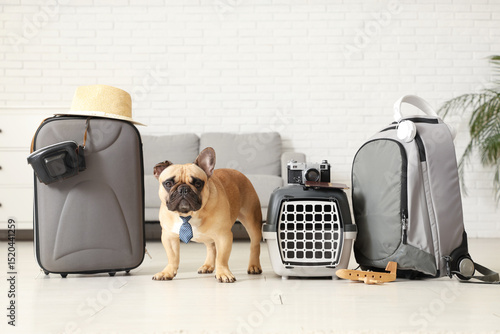 Cute French bulldog with ti...