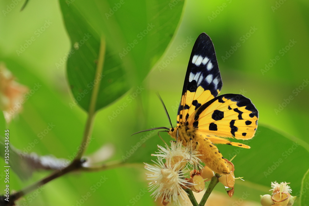 Fototapeta premium Military Dysphania Moth (Dysphania militaris) is a species of moth of the Geometridae family that is found from in the tropical regions of South and Southeast Asian countries .