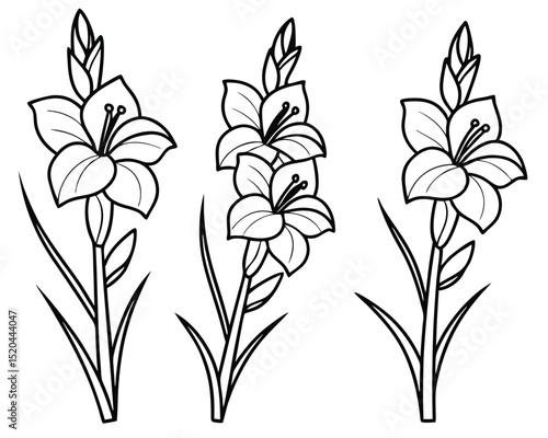 Elegant black and white line art illustration of gladiolus flowers blooming in full color.