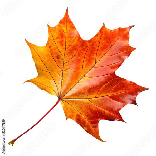 Wallpaper Mural Vibrant Autumn Maple Leaf: Perfect Fall Foliage Photography on transparent background Torontodigital.ca